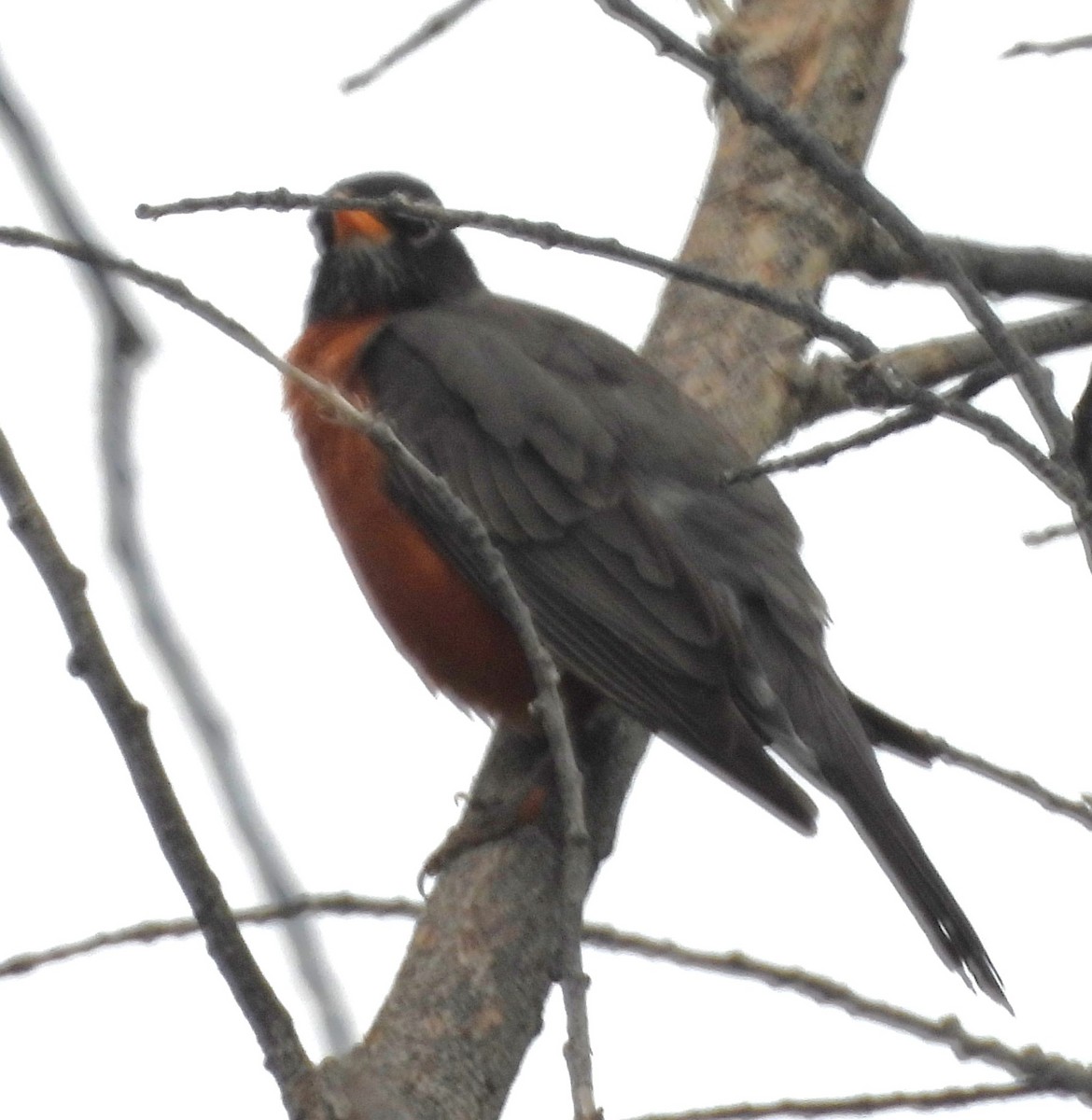 American Robin - Mark Romero