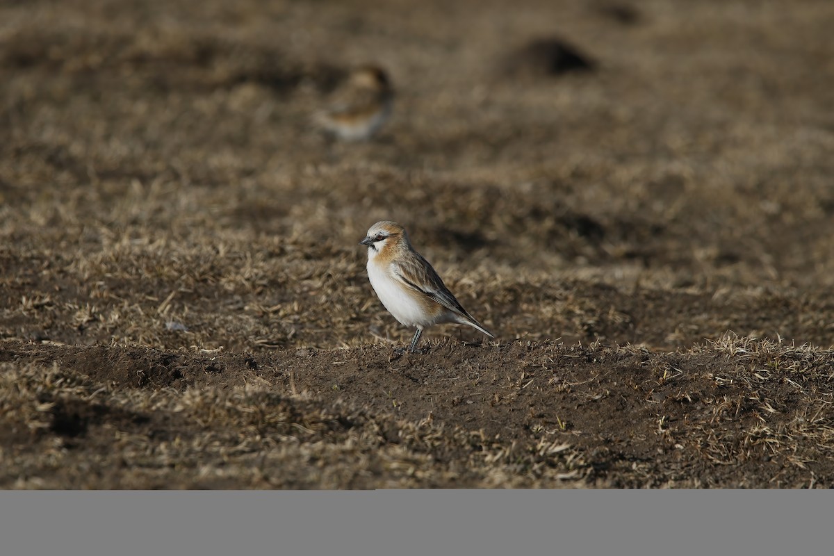 Rufous-necked Snowfinch - Paul Varney