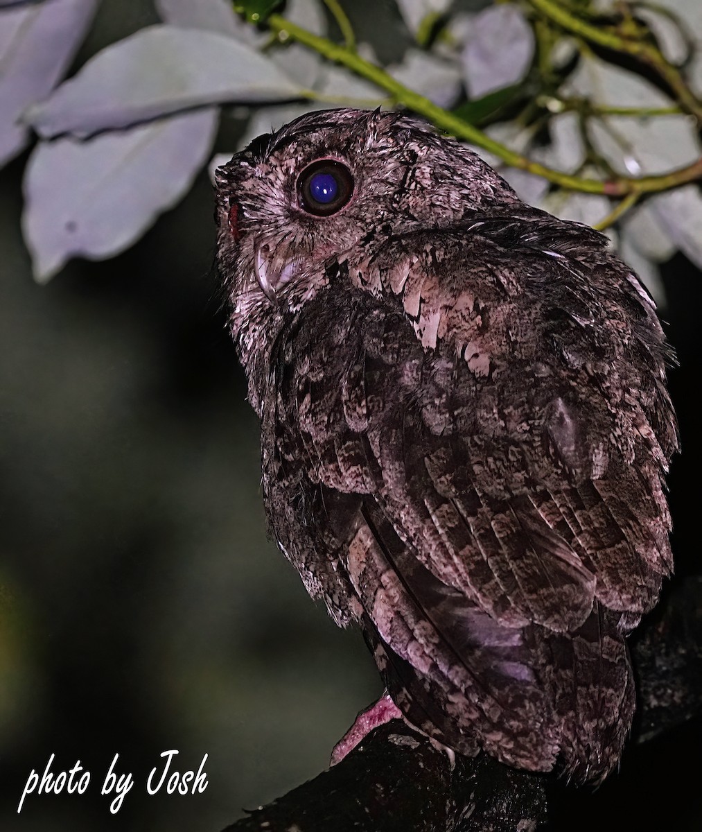 Collared Scops-Owl - 致綱 崔