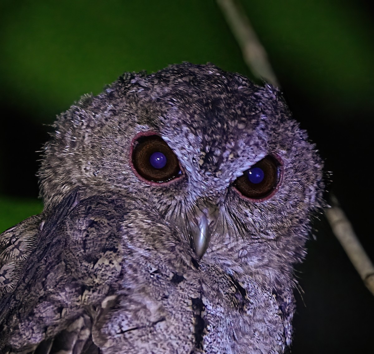 Collared Scops-Owl - 致綱 崔