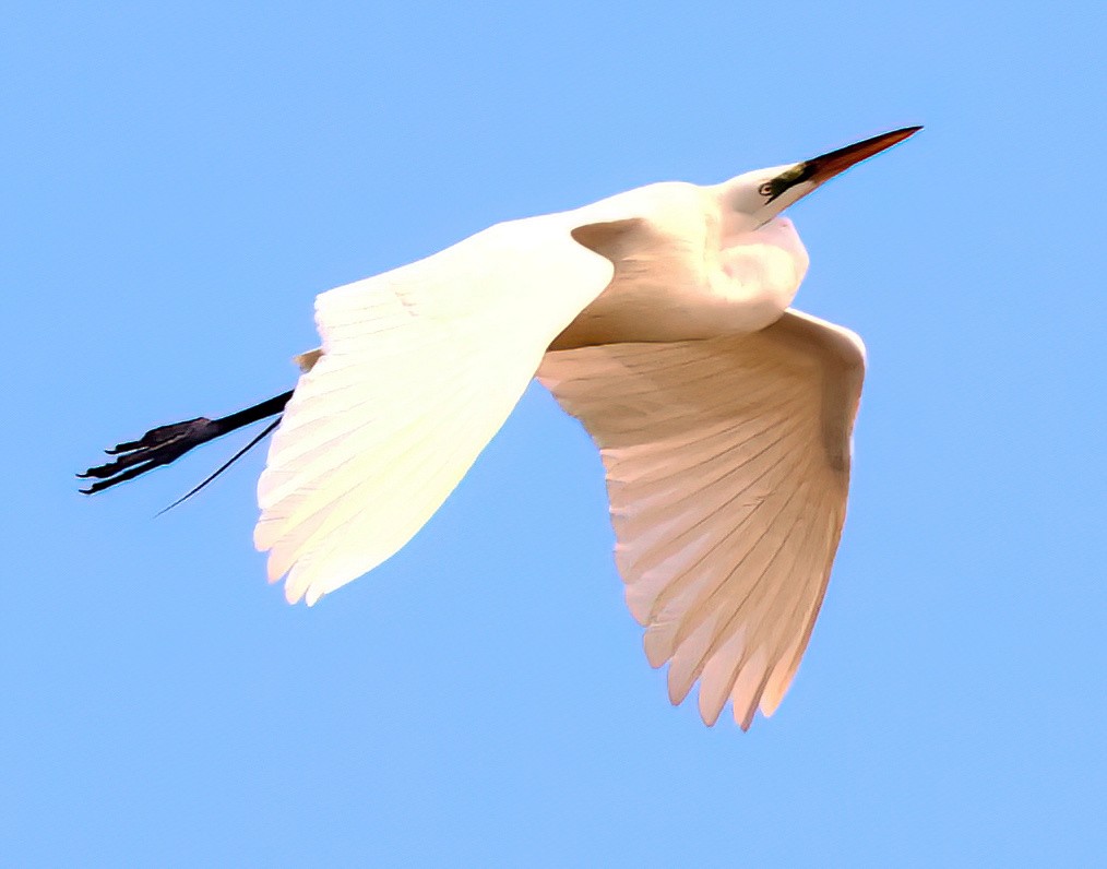 Great Egret - Charlotte Byers