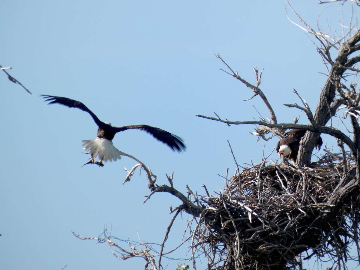 Bald Eagle - ML619397358
