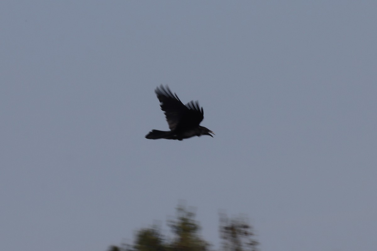 Common Raven - Rosemary Clapham
