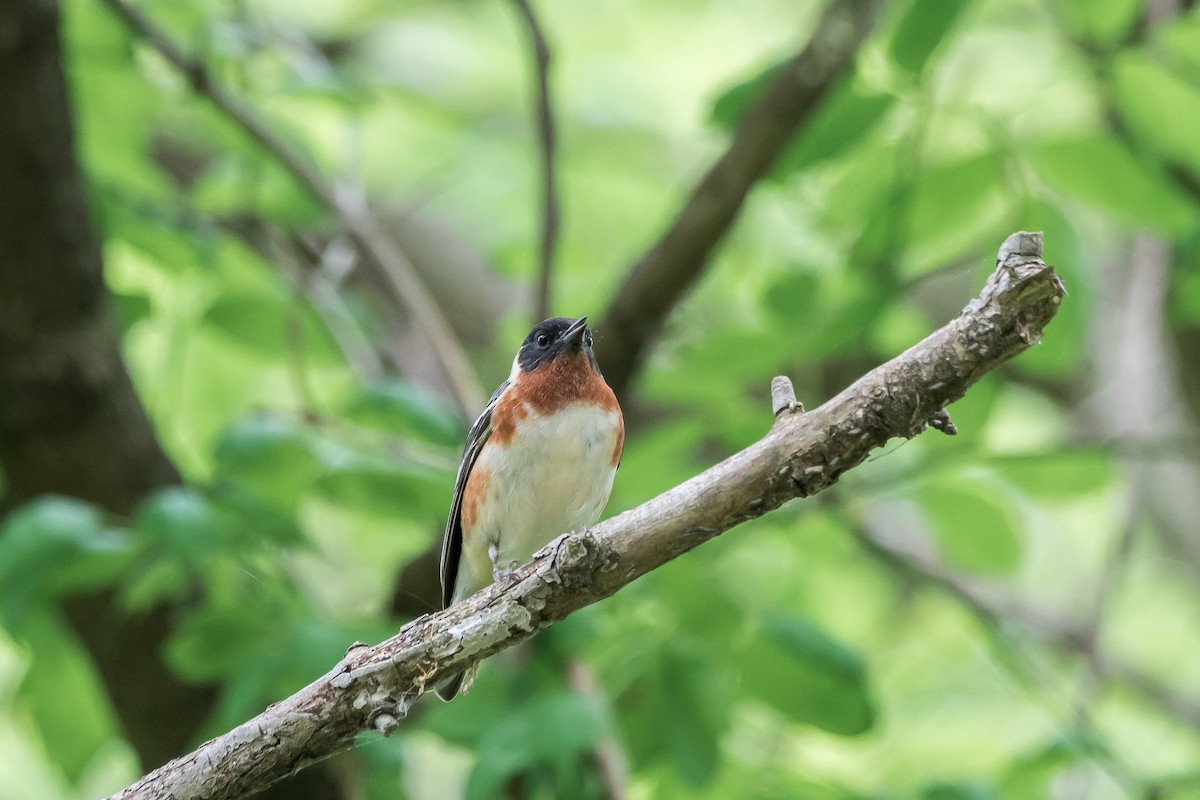 Bay-breasted Warbler - Trish Bonadonna