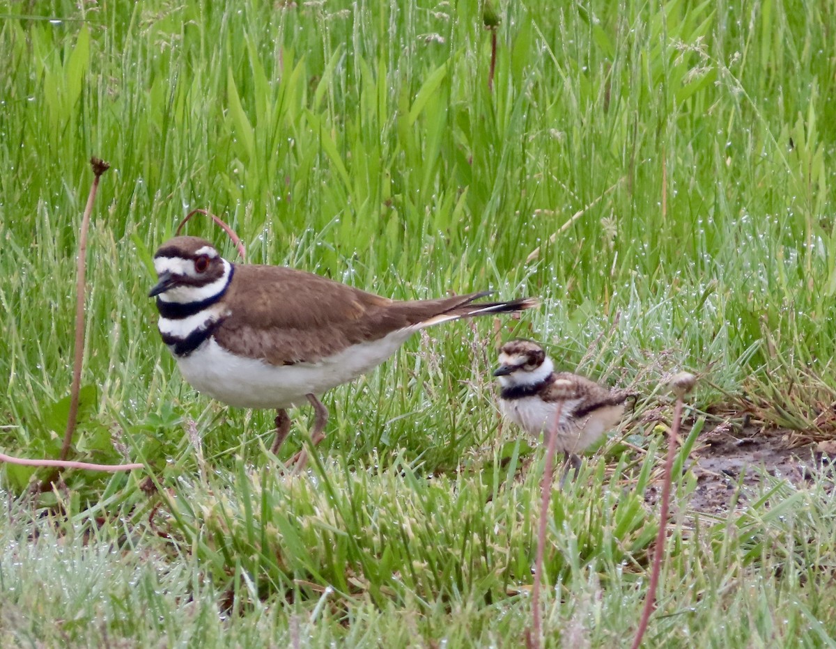 Killdeer - Dan Wiessner