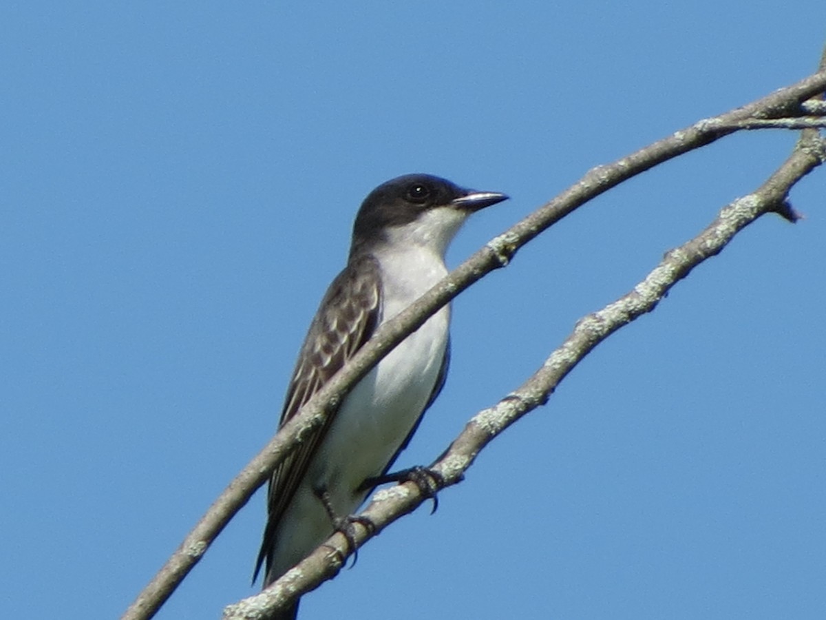 Eastern Kingbird - Dave Lancaster