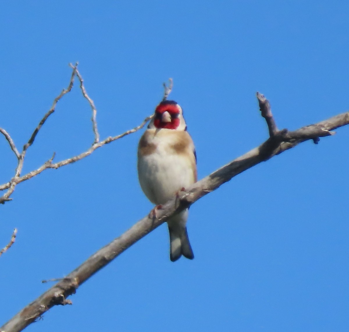 European Goldfinch - Doug Kibbe