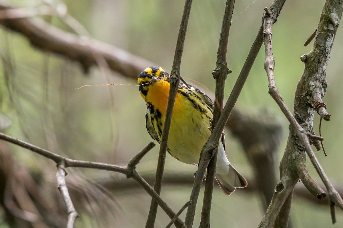 Blackburnian Warbler - Trish Bonadonna