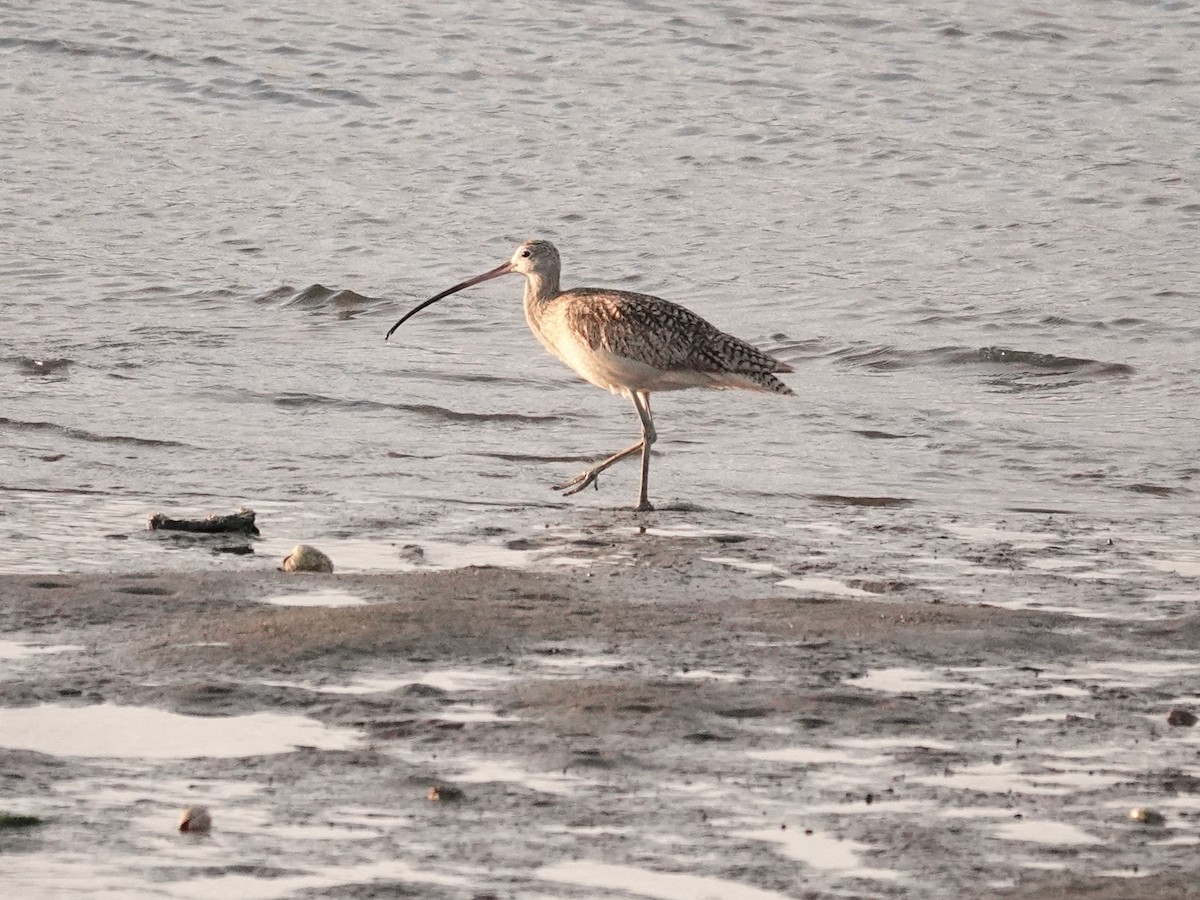Long-billed Curlew - ML619397381