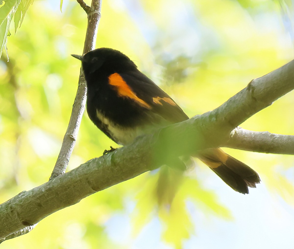 American Redstart - Charlotte Byers