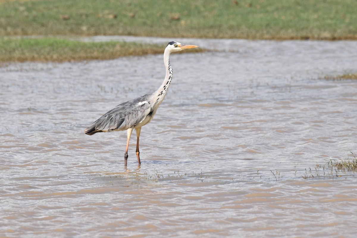 Gray Heron - ML619397384