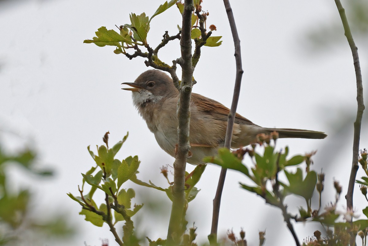 Greater Whitethroat - Philip Karstadt