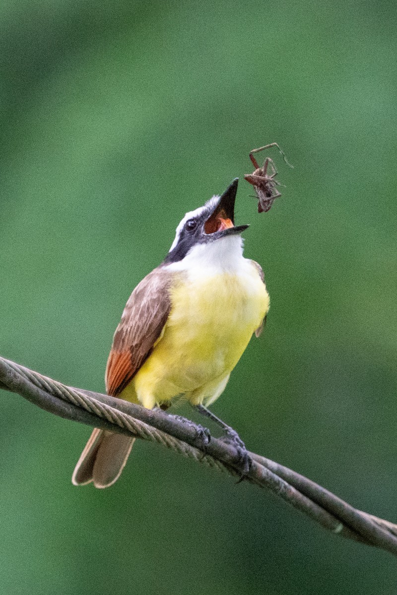 Boat-billed Flycatcher - Gregory Unger