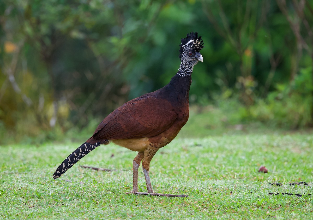 Great Curassow - David Brassington