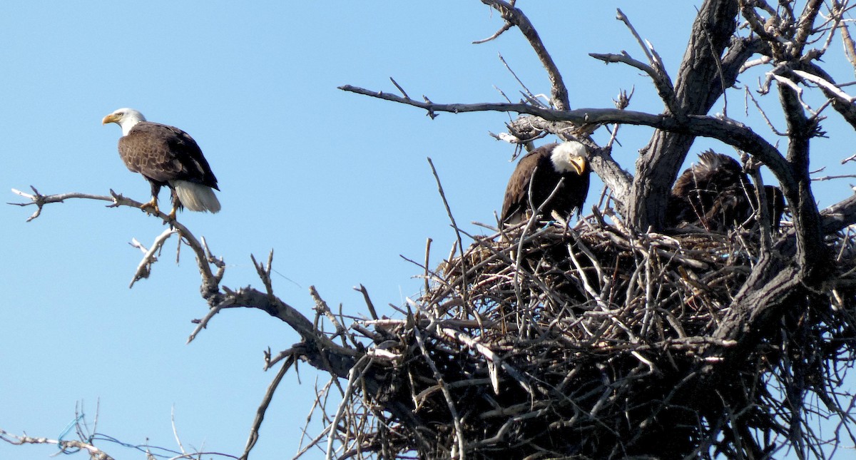 Bald Eagle - ML619397402