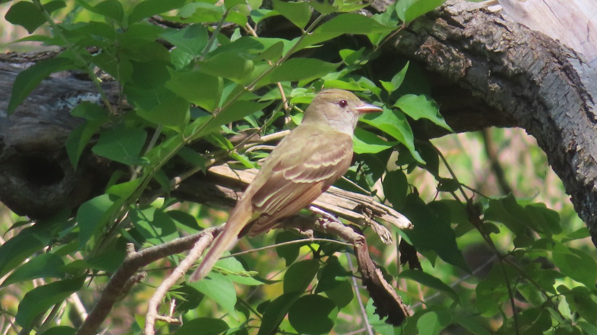 Great Crested Flycatcher - Gregory Allen