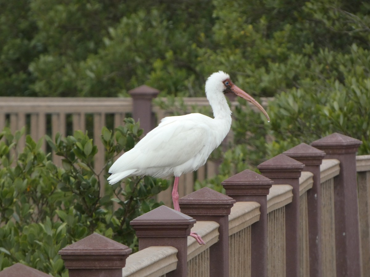 White Ibis - Justin Reed