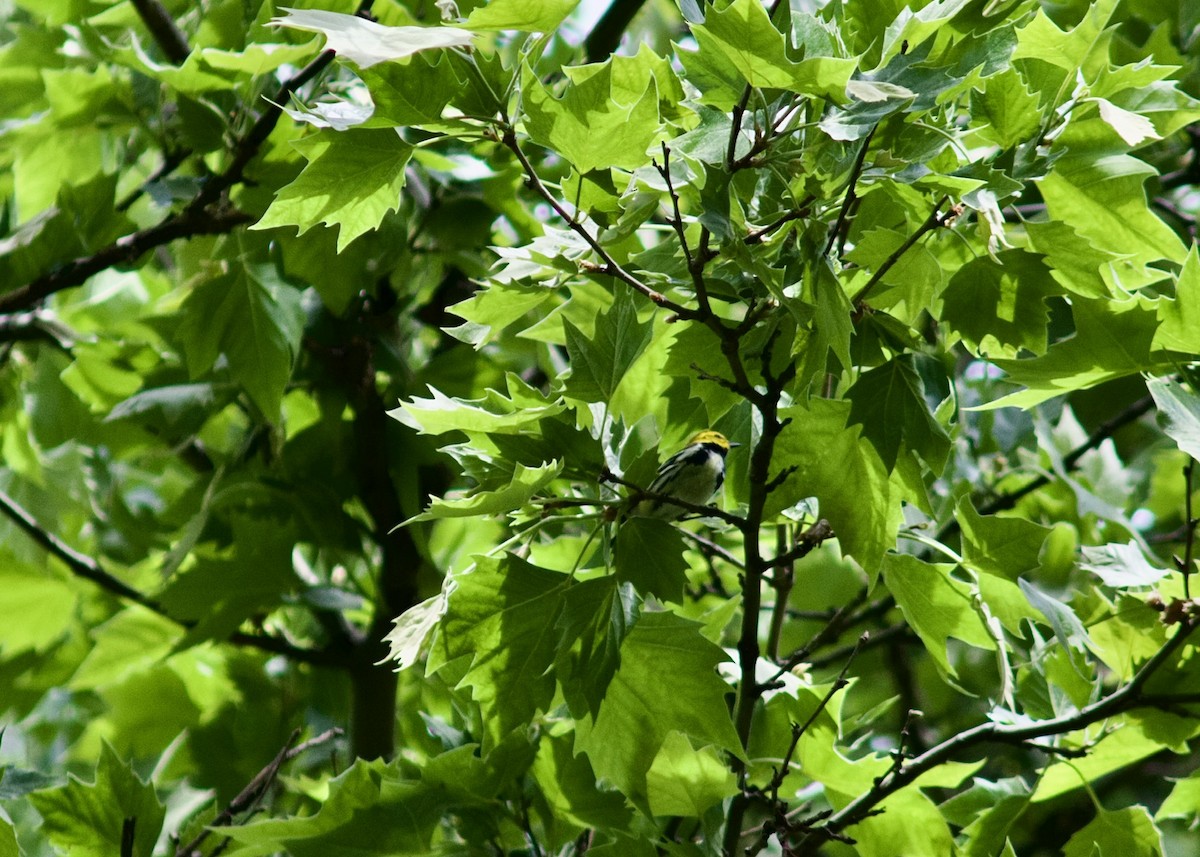 Black-throated Green Warbler - ML619397410