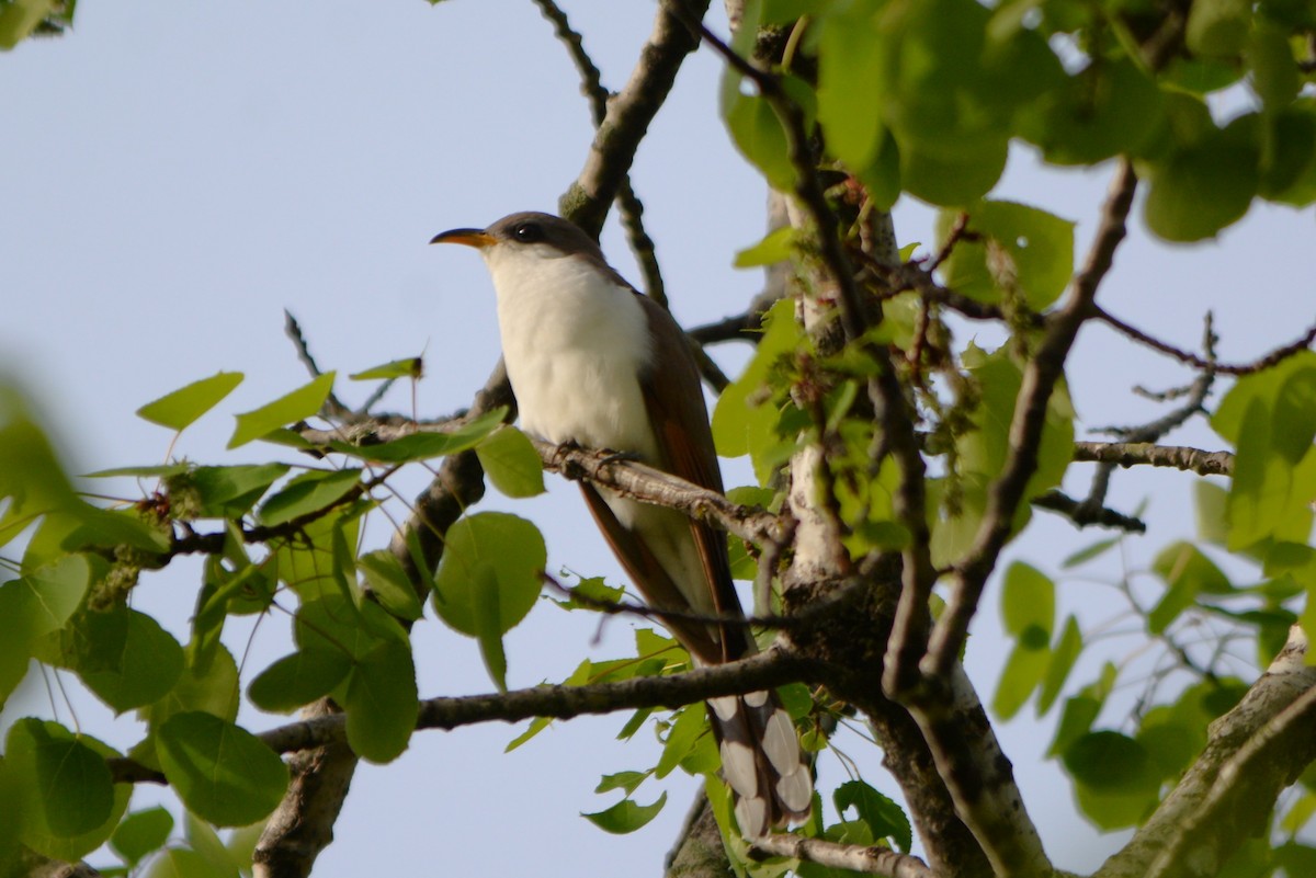 Yellow-billed Cuckoo - ML619397411