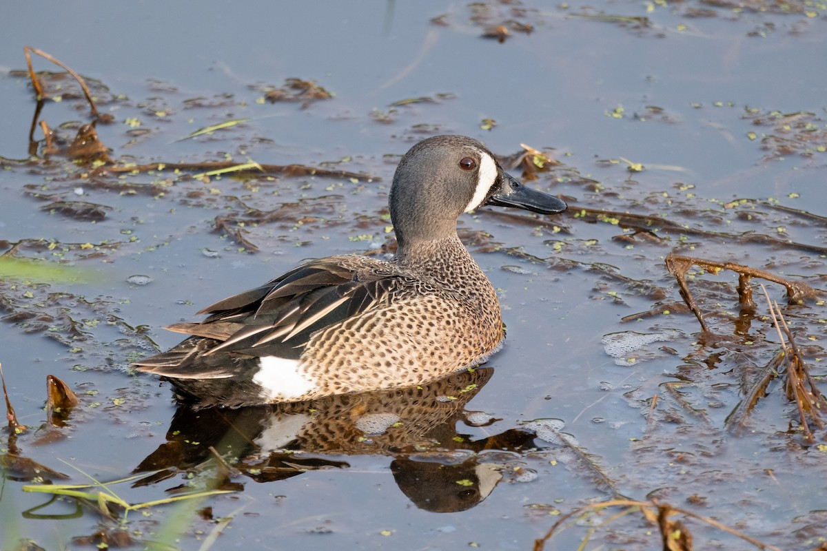 Blue-winged Teal - ML619397414