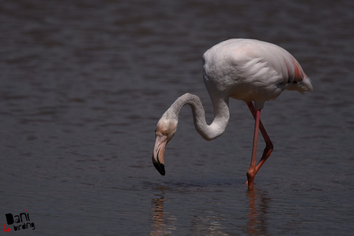 Greater Flamingo - Daniel López