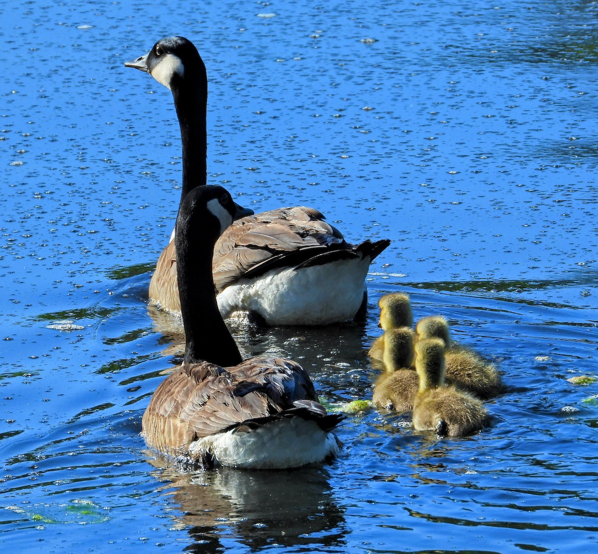 Canada Goose - Mark Malec