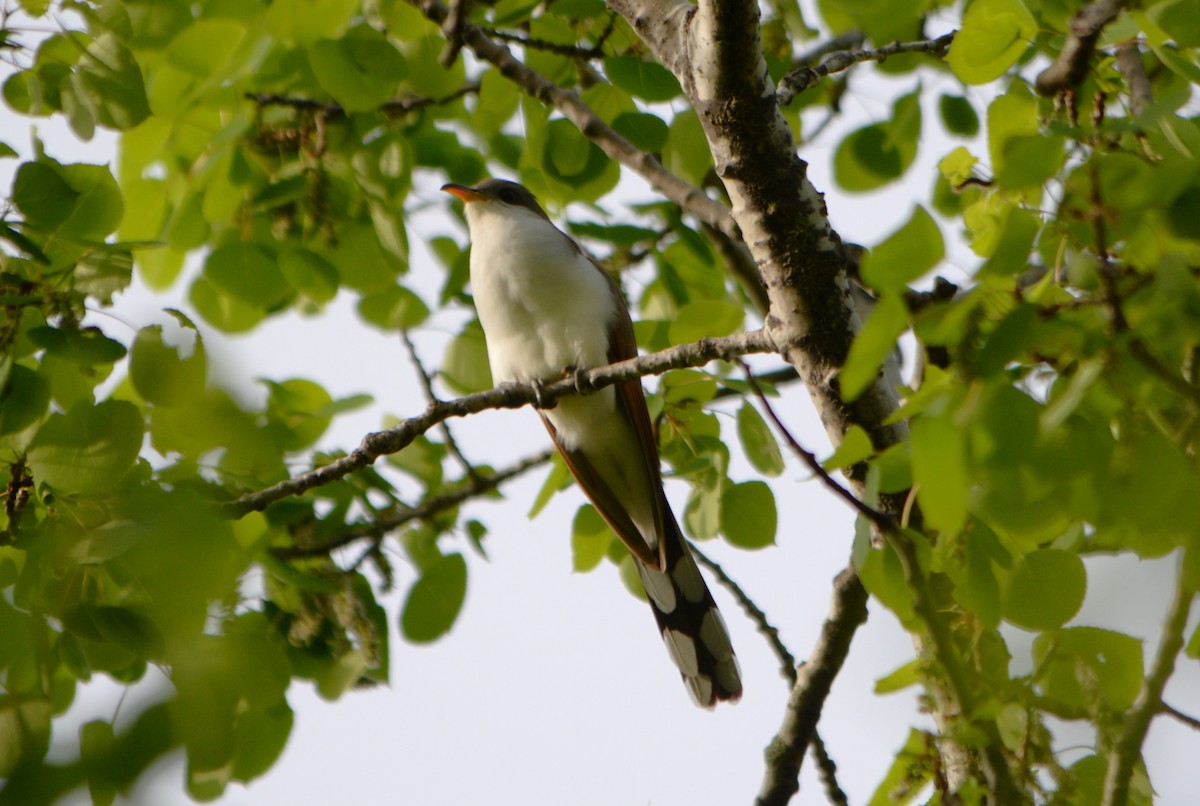 Yellow-billed Cuckoo - ML619397434