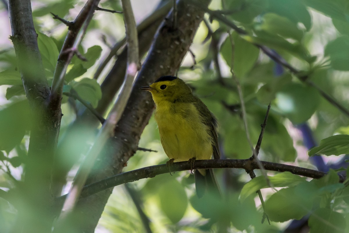 Wilson's Warbler - Trish Bonadonna