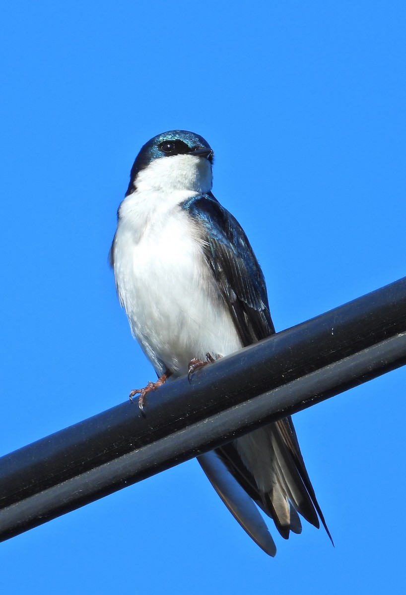 Tree Swallow - Mark Malec