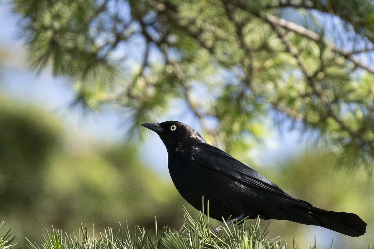 Brewer's Blackbird - Wayne Lattuca