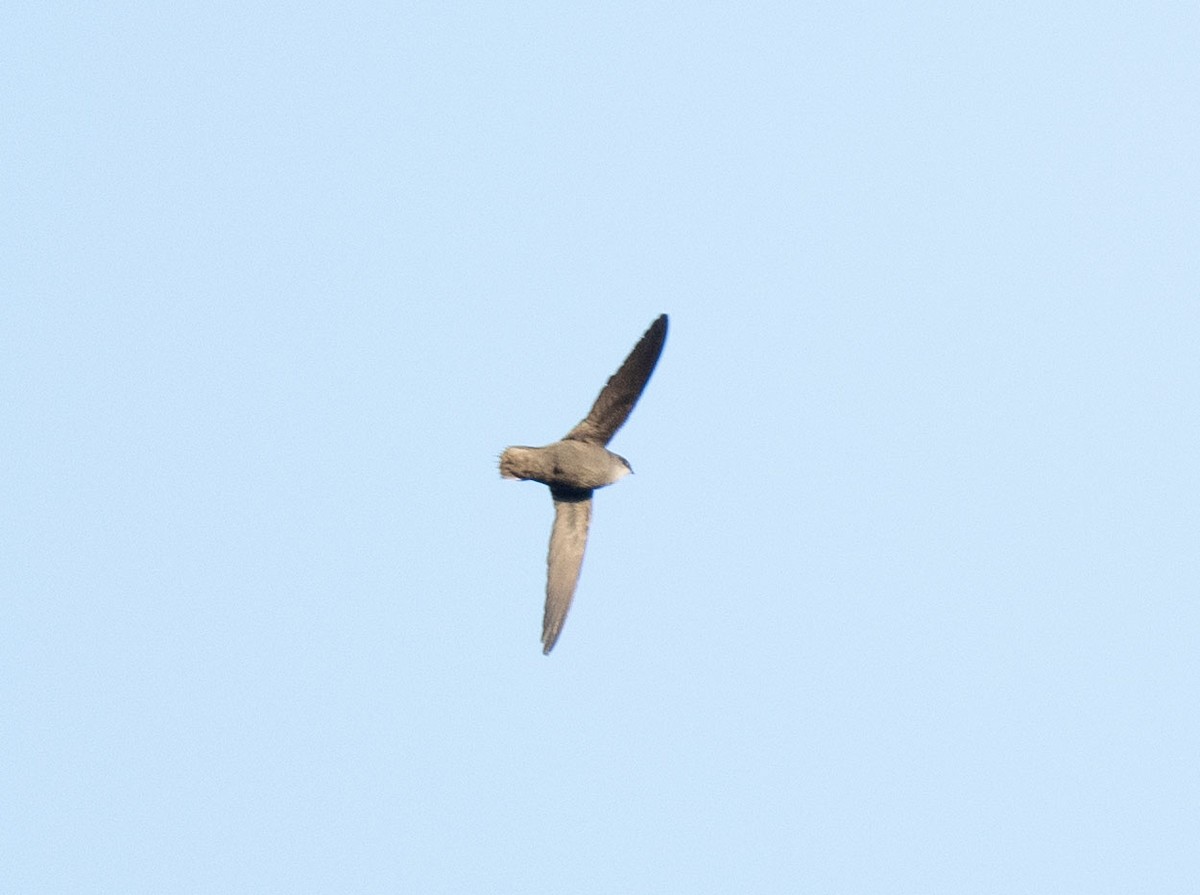 Chimney Swift - Ronnie d'Entremont