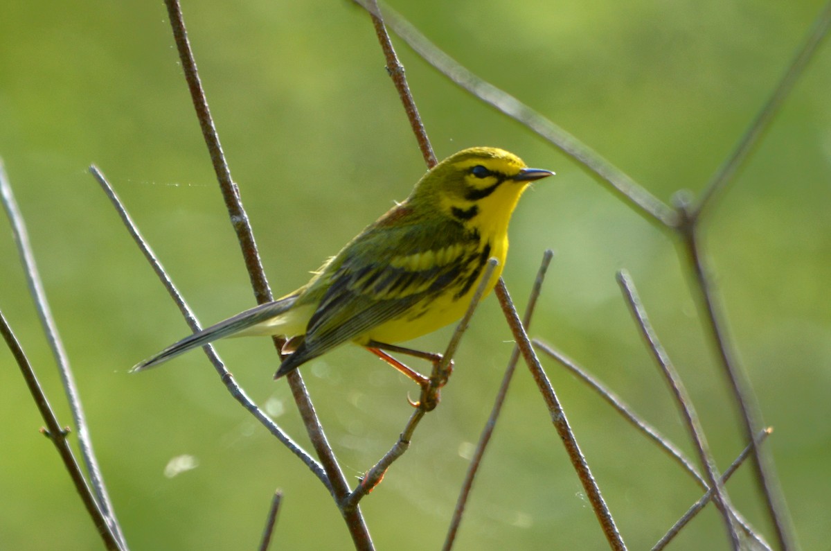 Prairie Warbler - Steve Mierzykowski