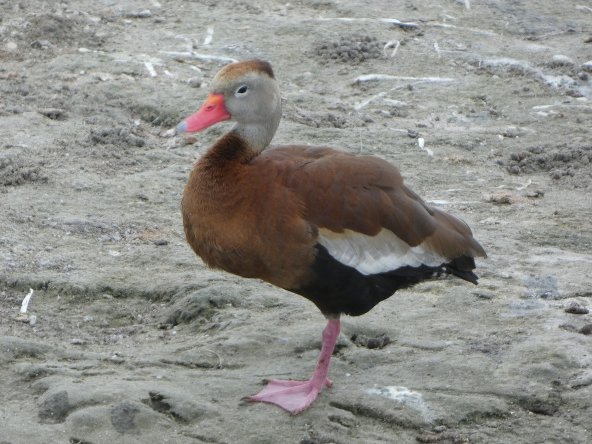 Black-bellied Whistling-Duck - Justin Reed