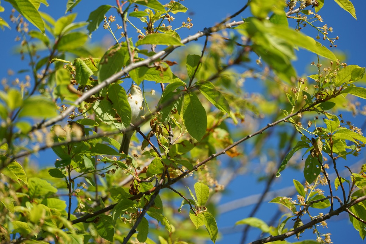 Willow Warbler - Veronika Okovantseva