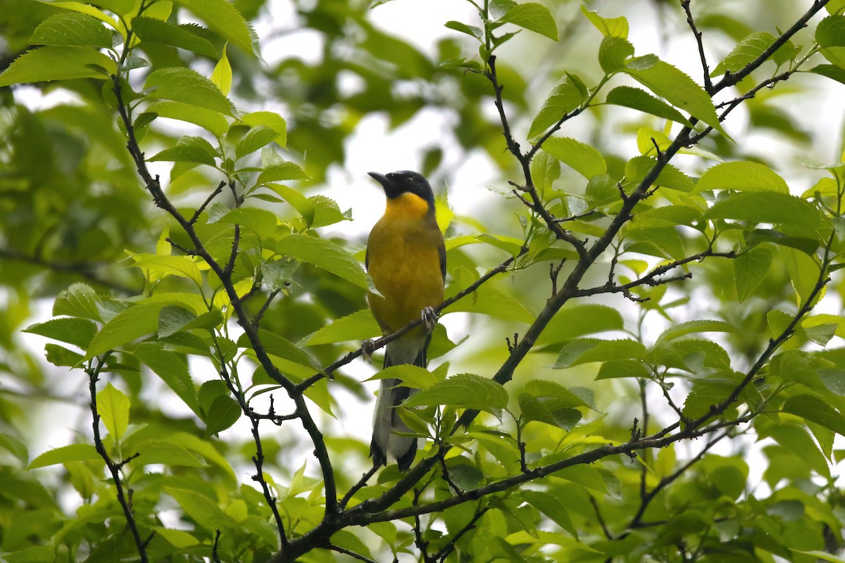 Blue-crowned Laughingthrush - Paul Varney