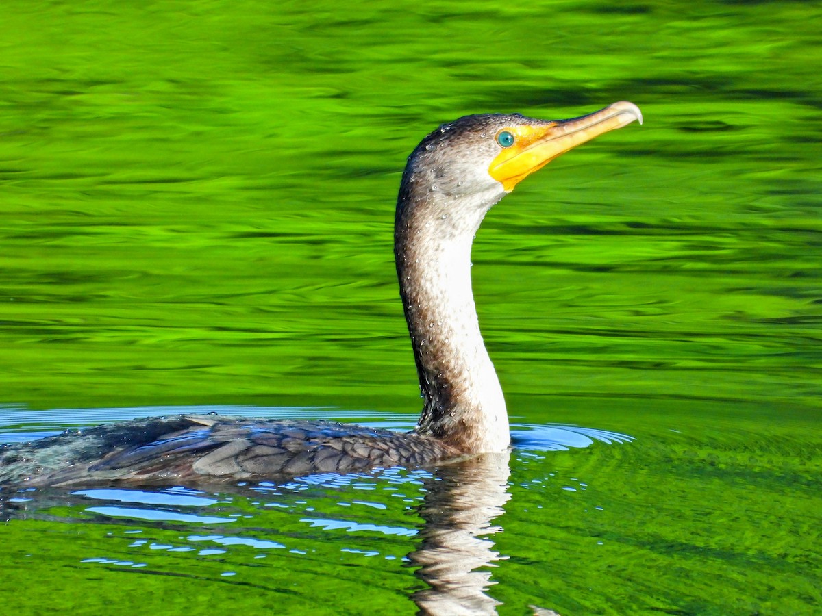 Cormoran à aigrettes - ML619397502