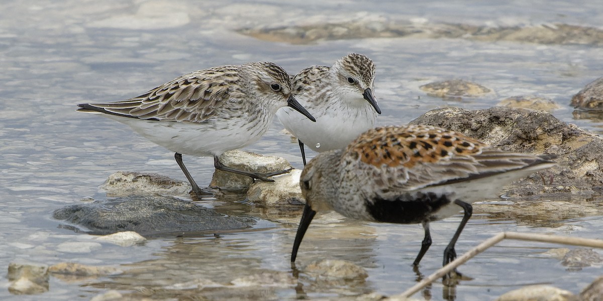 Semipalmated Sandpiper - Roy Chatburn