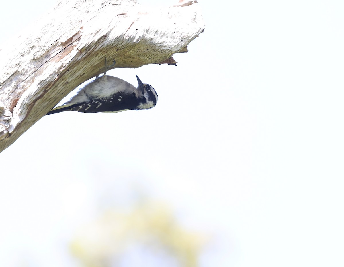 Downy Woodpecker - Andy Gee