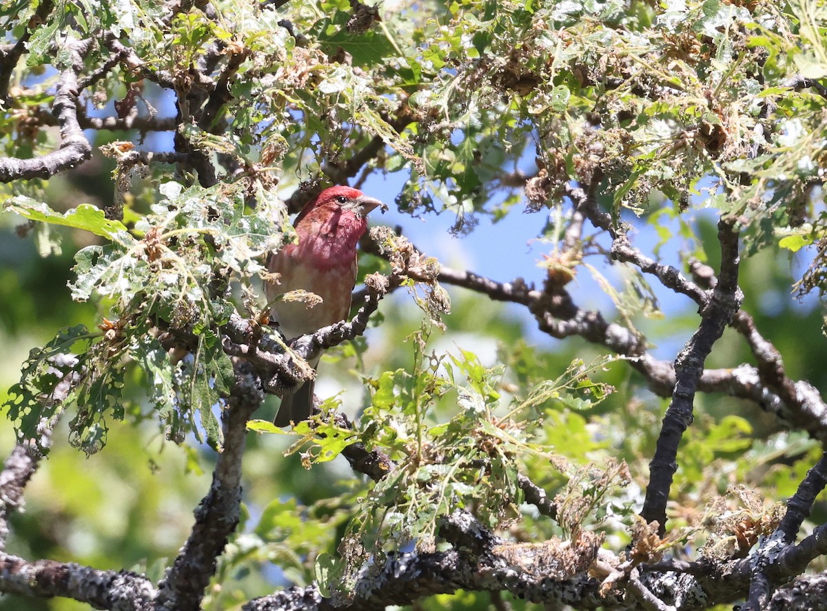 Purple Finch - Andy Gee