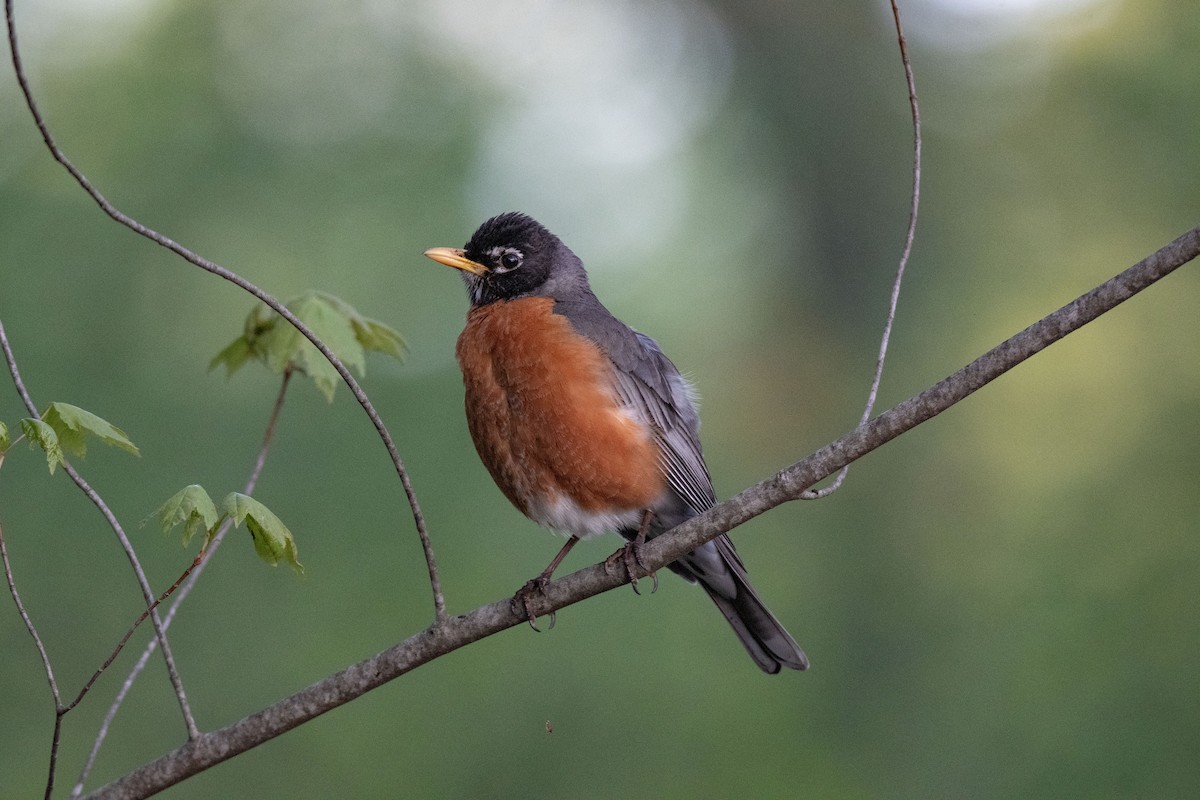 American Robin - Ronnie d'Entremont