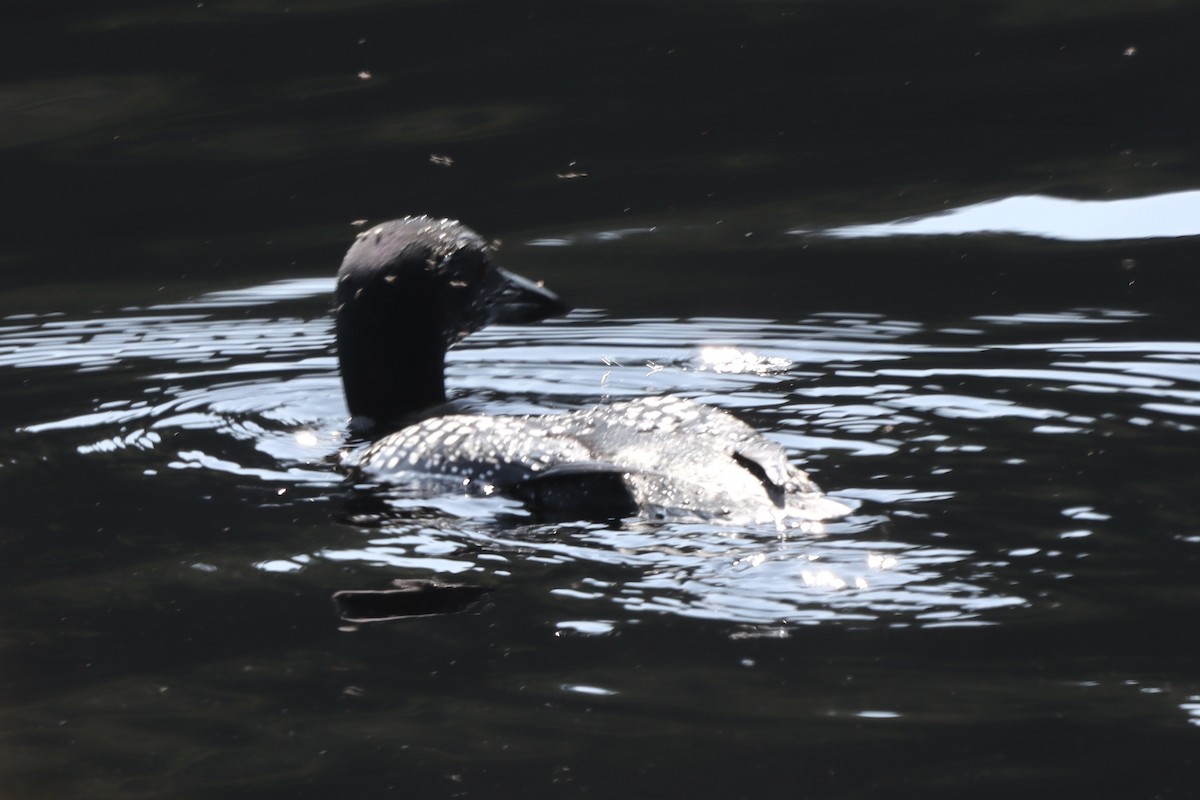 Common Loon - Rosemary Clapham