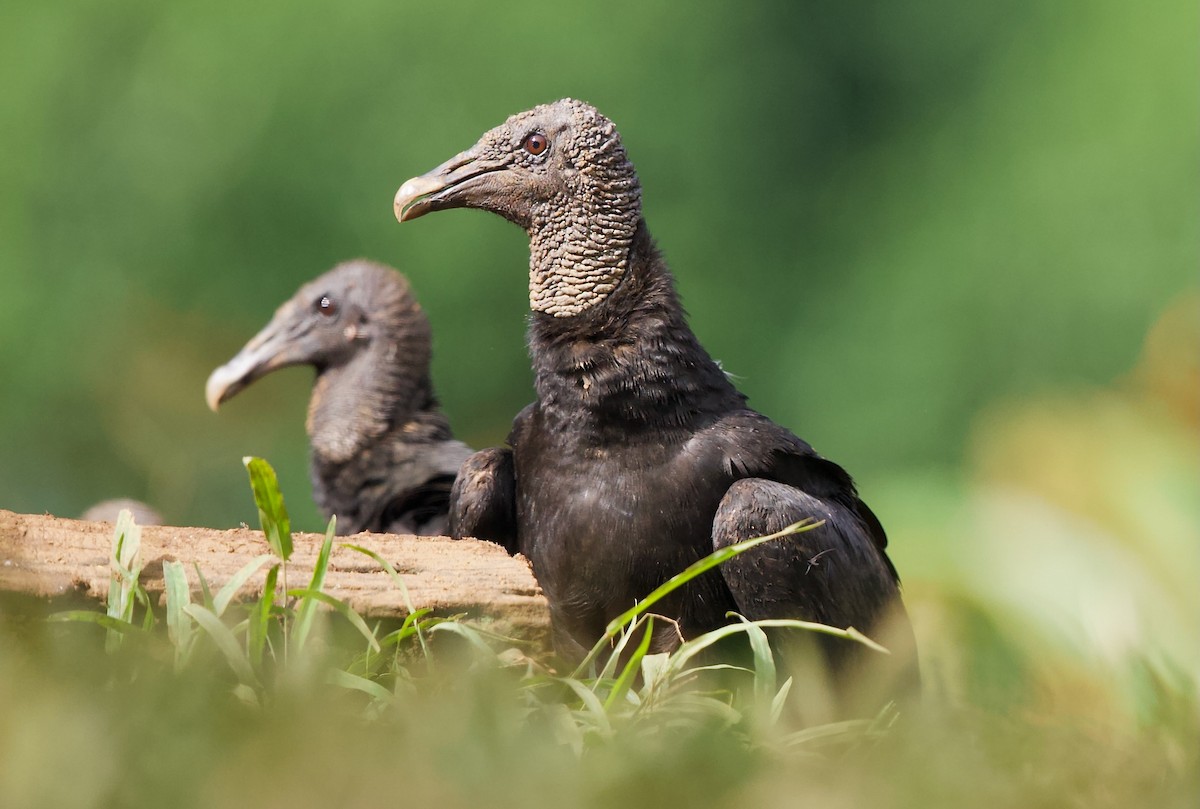 Black Vulture - David Brassington