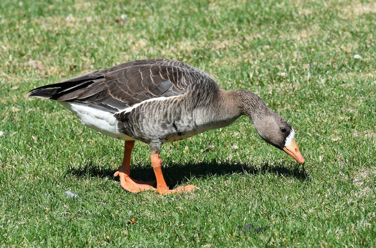 Greater White-fronted Goose - ML619397560