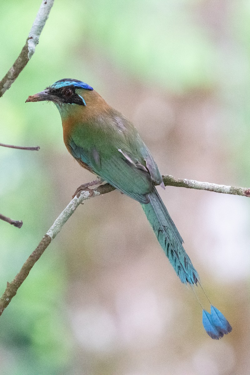 Lesson's Motmot - Gregory Unger