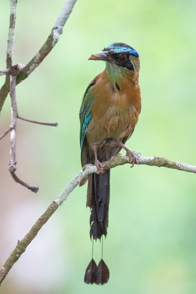 Lesson's Motmot - Gregory Unger