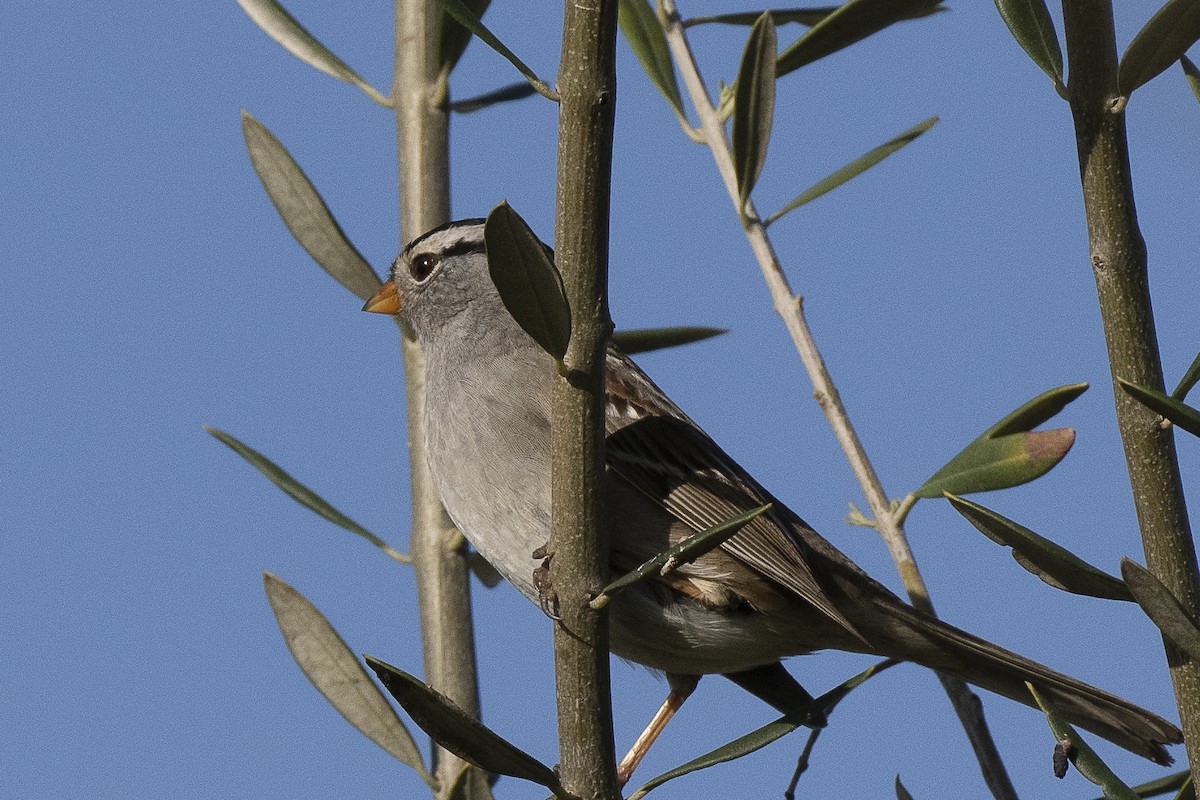 White-crowned Sparrow - Wayne Lattuca