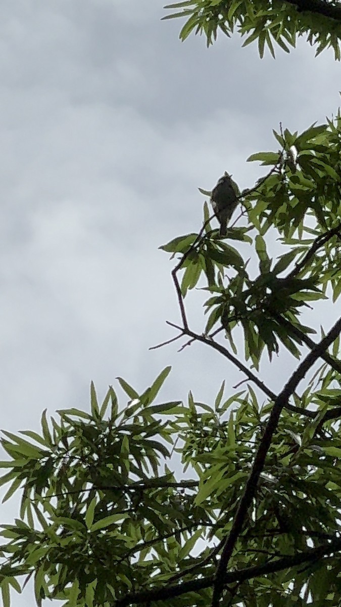 Chestnut-sided Warbler - ML619397574