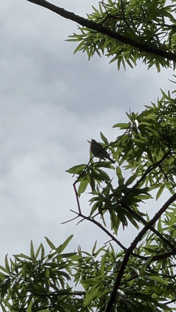 Chestnut-sided Warbler - ML619397575