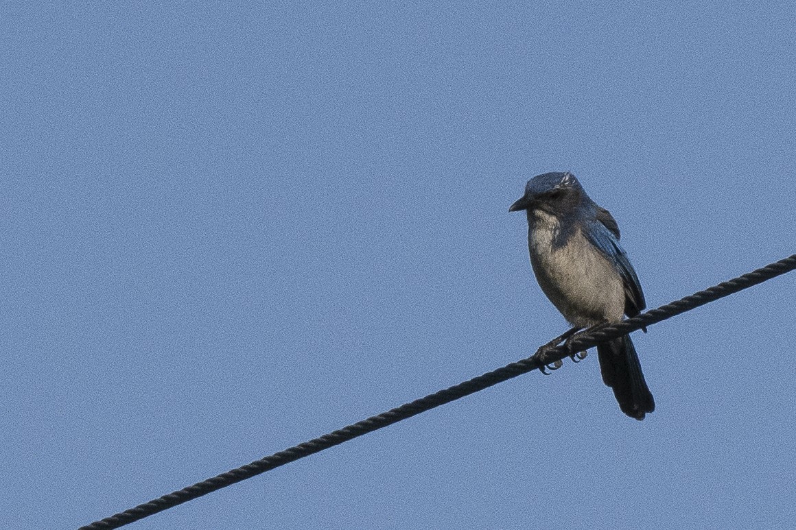 California Scrub-Jay - Wayne Lattuca