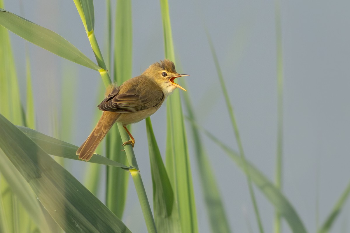 Marsh Warbler - Olaf Solbrig